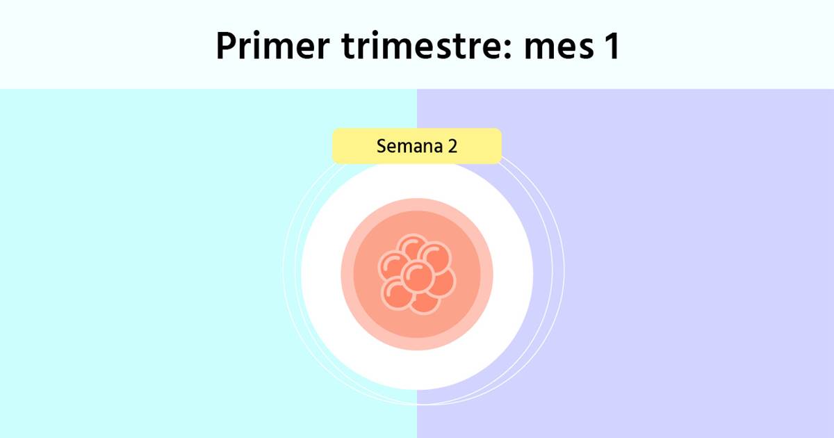 Semana 2 de embarazo síntomas y desarrollo del bebé