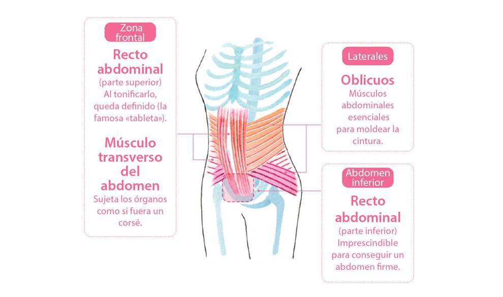 Músculos del torso