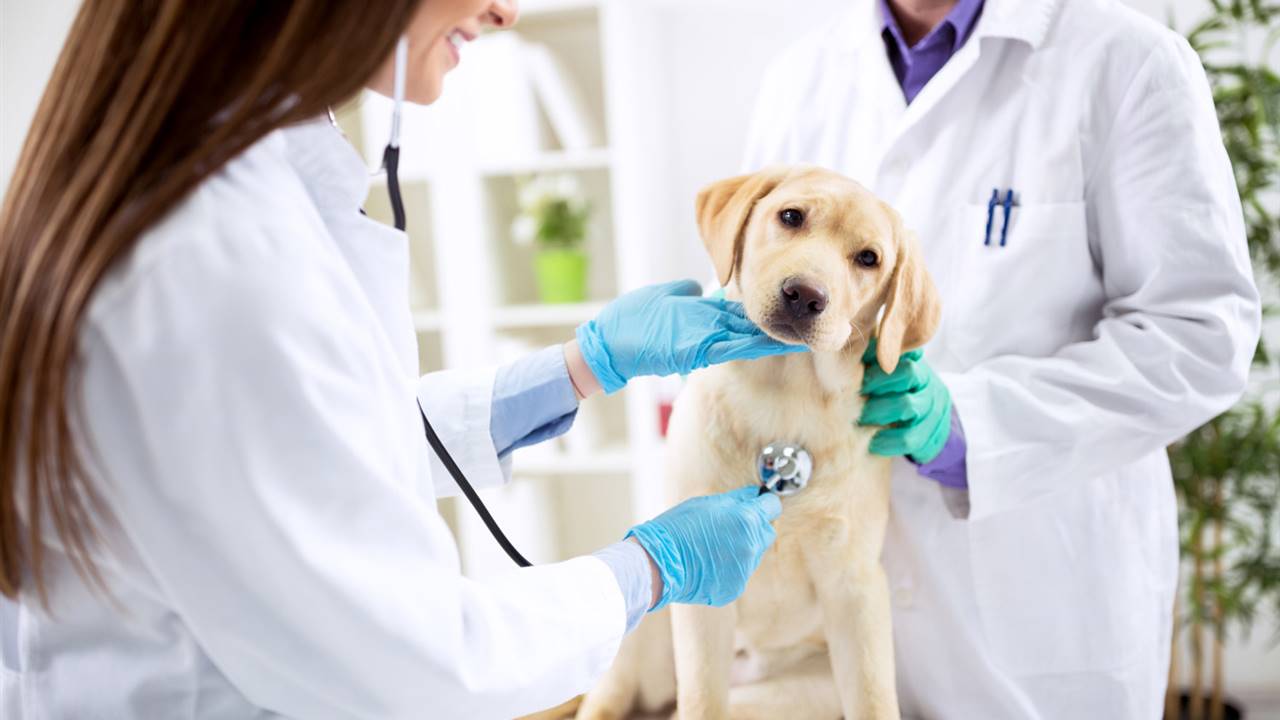 Cáncer en mascotas: cuáles son los tumores más comunes y cómo se tratan