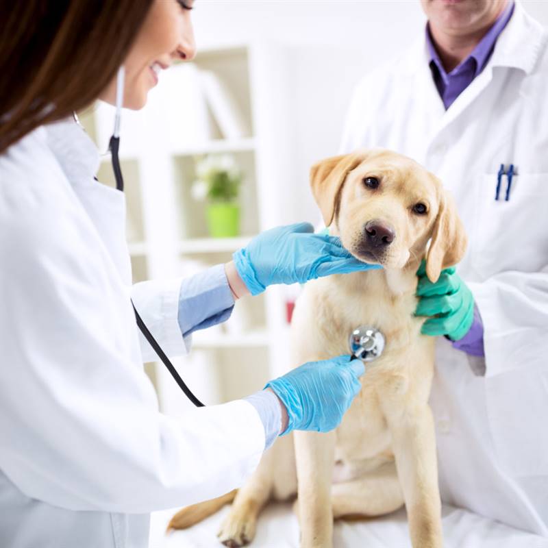 Cáncer en mascotas: cuáles son los tumores más comunes y cómo se tratan