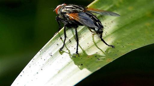 Cómo evitar y tratar la mordedura de la mosca negra