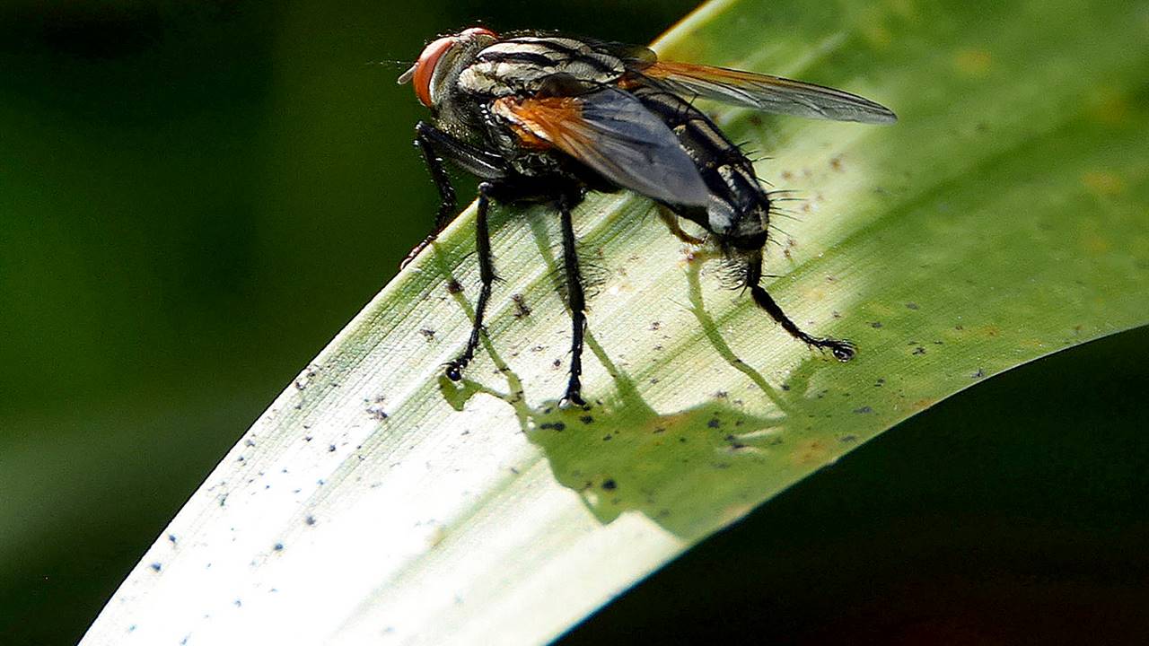  Picadura de la mosca negra: cómo reconocerla por sus síntomas y qué hacer