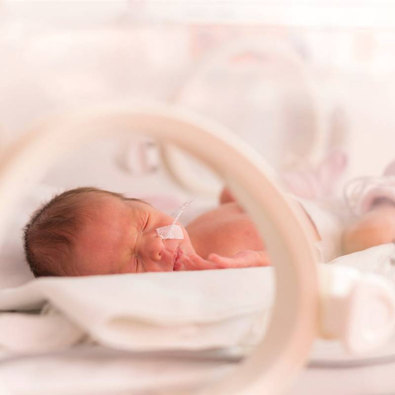 Disponer de una placenta artificial para los prematuros cada vez está más cerca