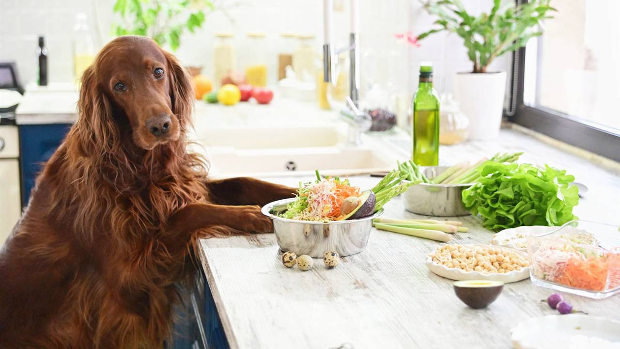 Los riesgos de la dieta BARF, la comida cruda para perros y gatos 