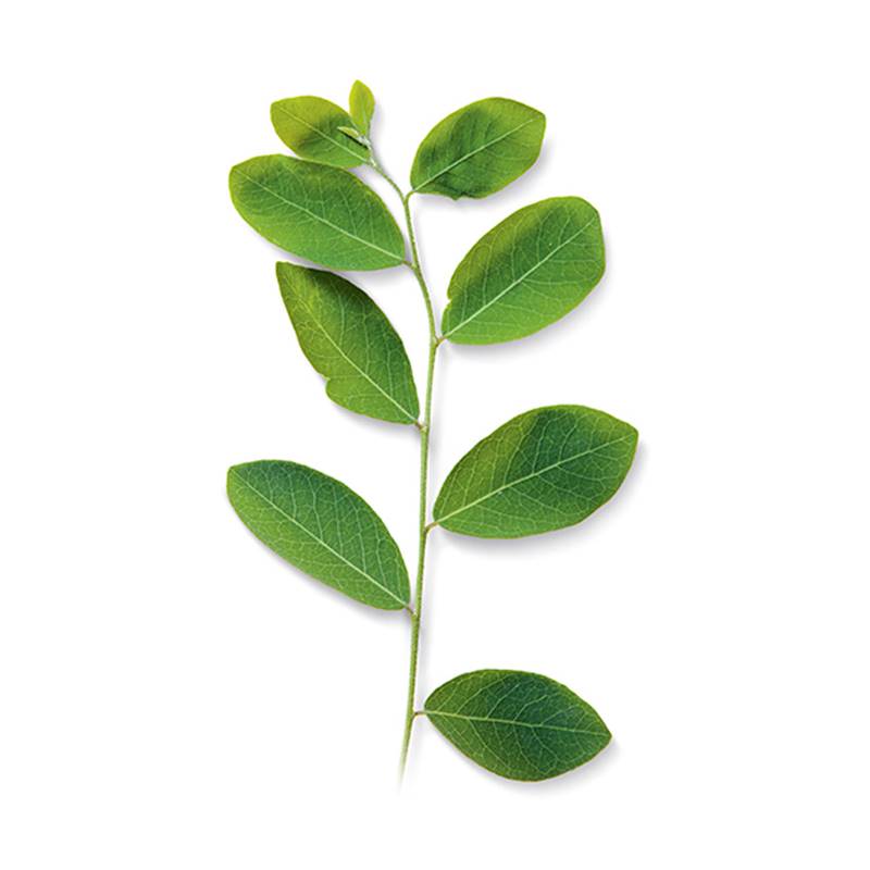 moringa