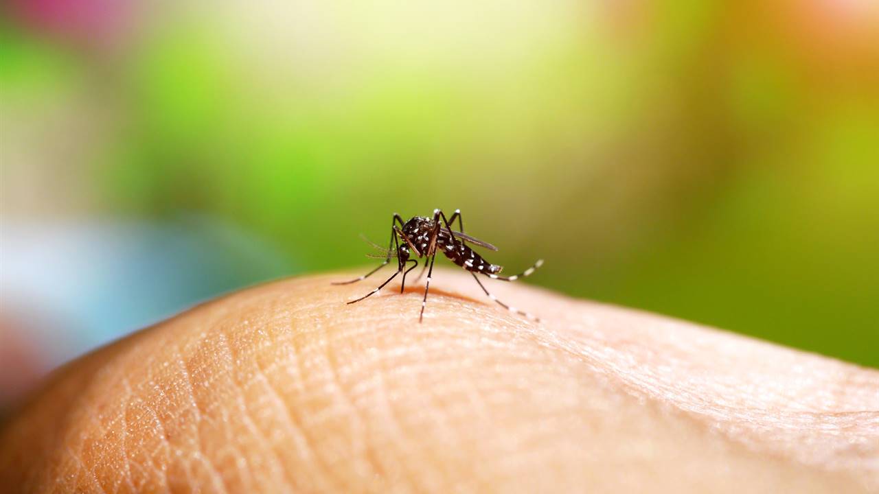 El mosquito tigre se extiende por toda España este verano