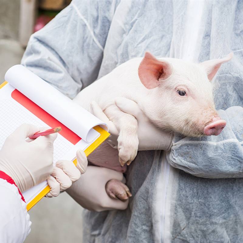 nueva virus cerdos china posible pandemia