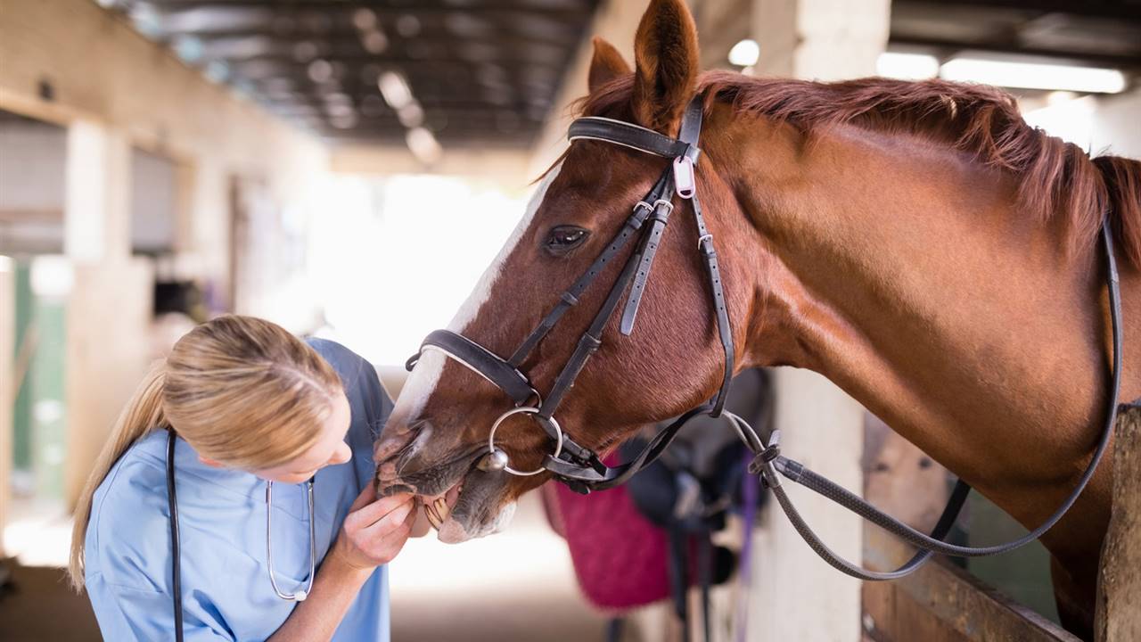 plasma caballo curar coronavirus