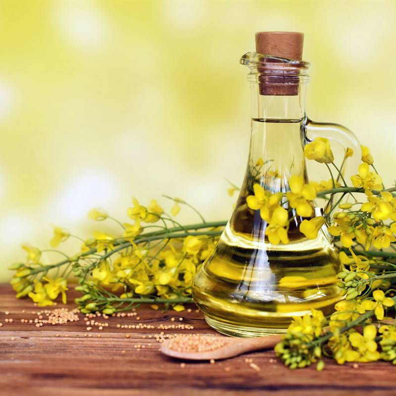 ¿Qué es el aceite de colza y qué pasó en 1981 para darle tan mala fama?