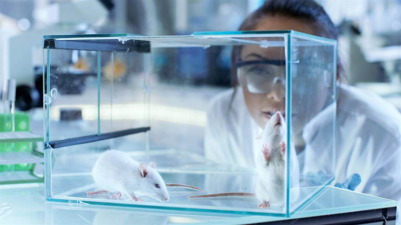 Un equipo de científicos consigue rejuvenecer ratones ancianos