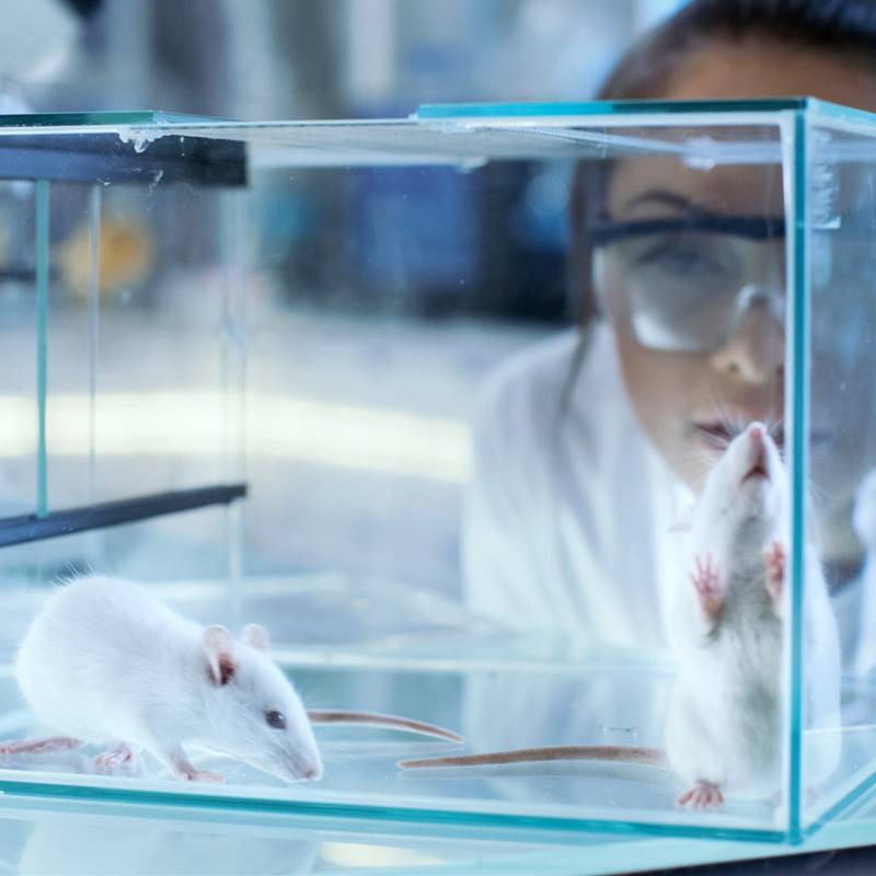 Científicos consiguen rejuvenecer ratones ancianos