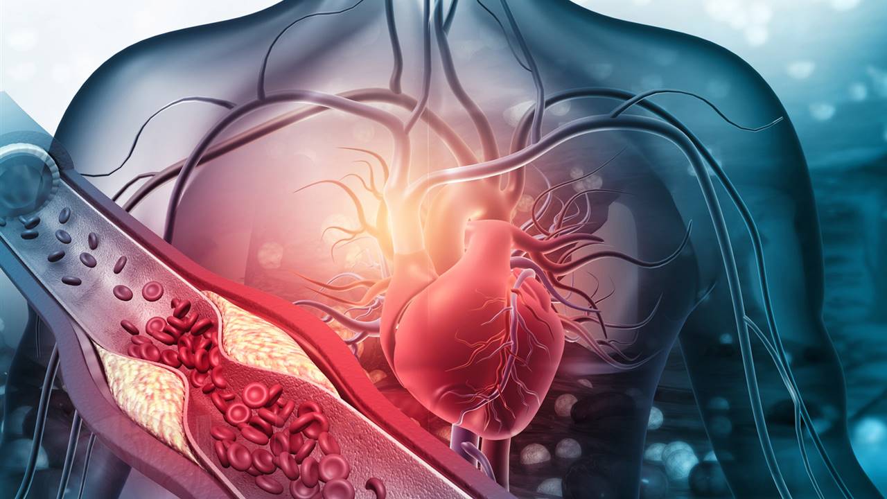 La médula ósea podría estar implicada en los problemas de corazón