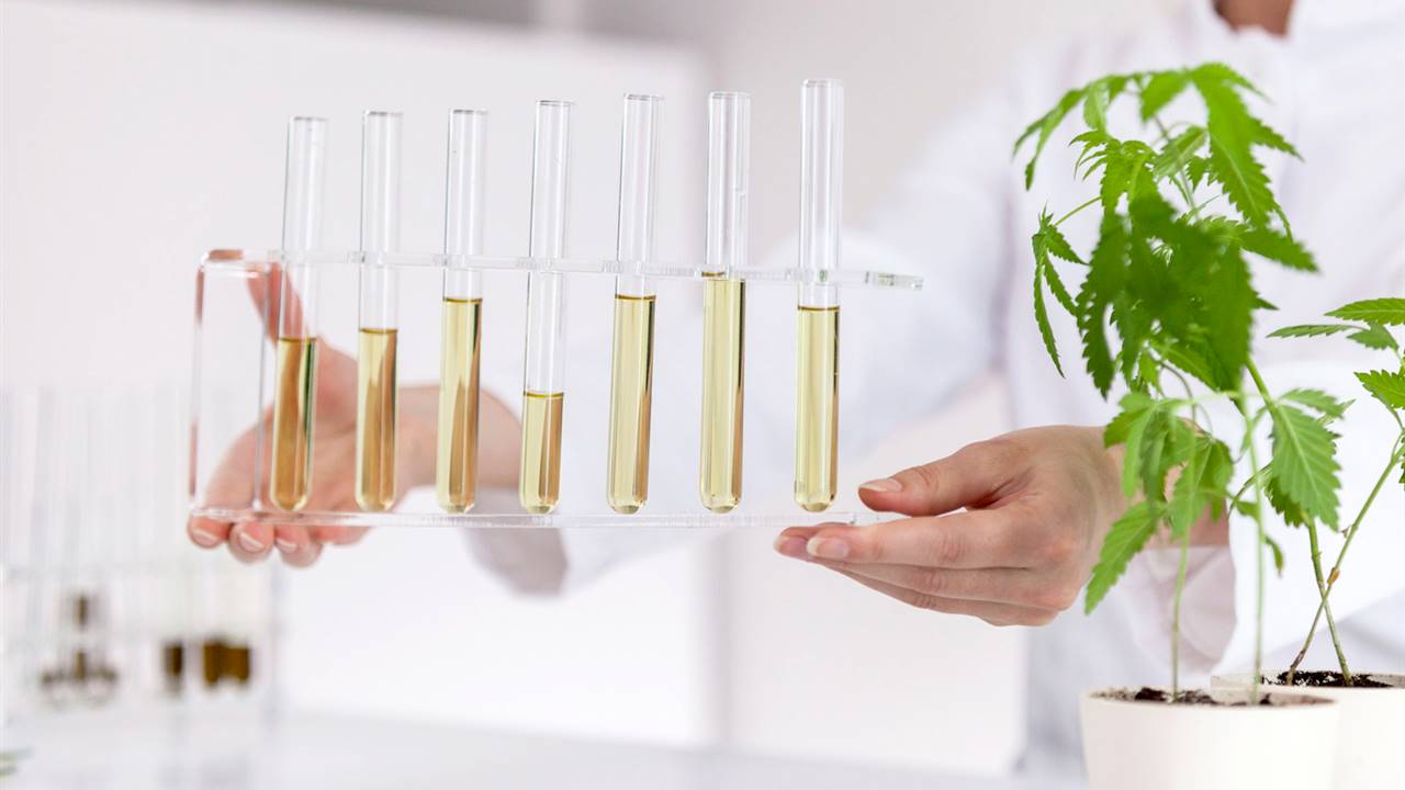 Cannabis medicinal: ¿para qué sirve y cómo está la regulación en España?