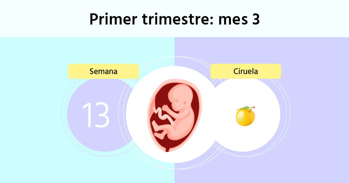 cuanto pesa un bebe de 13 semanas de embarazo