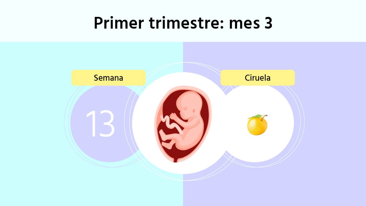 Semana 13 de embarazo