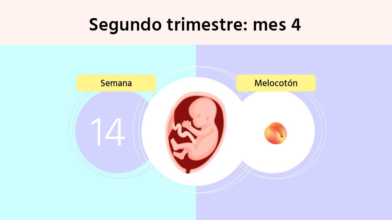 Semana 14 de embarazo: qué síntomas y cambios se producen en la madre y el feto 