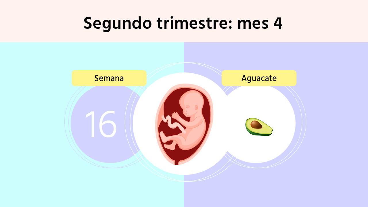 Semana 16 de embarazo: síntomas de la madre y cuánto ha crecido el bebé