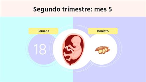 Semana 18 de embarazo