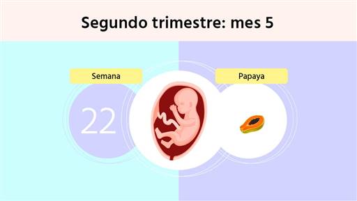 Semana 22 de embarazo