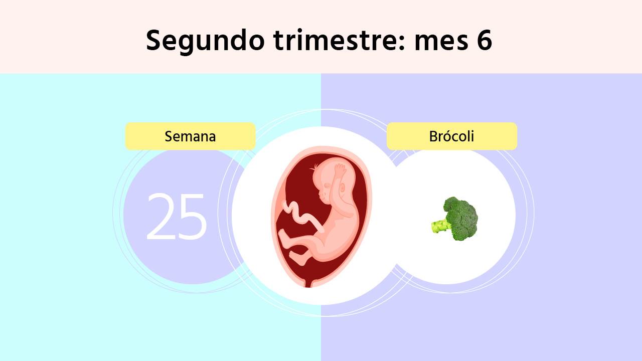 Semana 25 de embarazo: tamaño y peso del bebé y síntomas en la madre