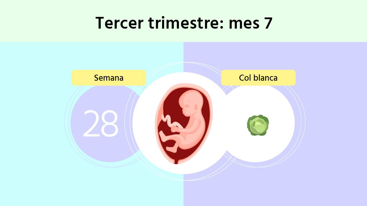 Semana 28 de embarazo: ¿cuál es la posición del bebé?