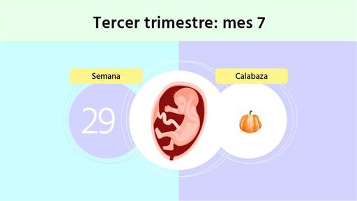 Semana 29 de embarazo