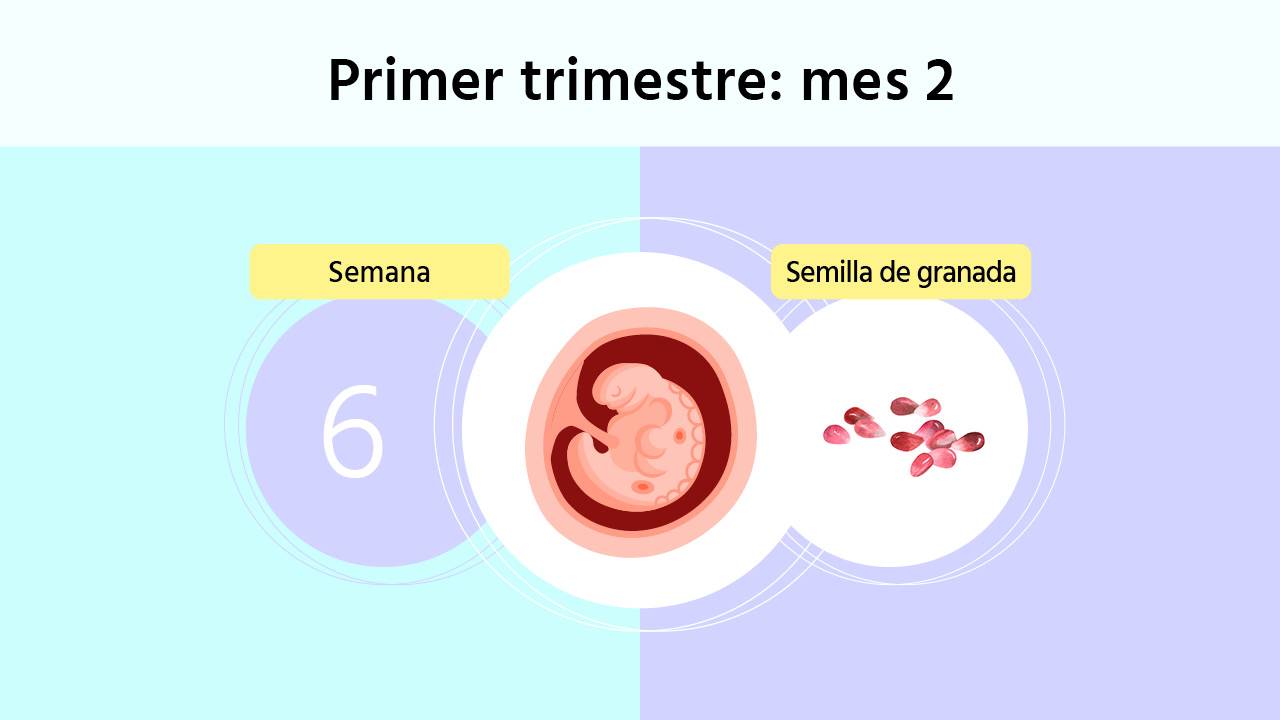 Semana 6 de embarazo: cuál es el tamaño del embrión y las primeras pruebas