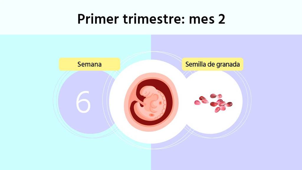 Semana 6 De Embarazo Cuál Es El Tamaño Del Embrión Y Las Primeras Pruebas 