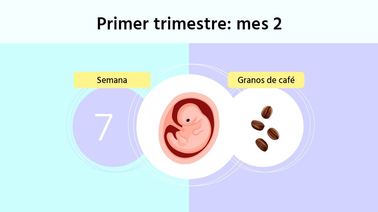 Semana 7 de embarazo: síntomas y tamaño del embrión