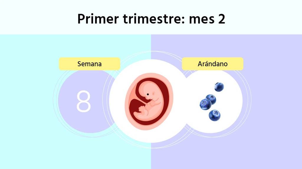 Semana 8 De Embarazo Cómo Se Está Formando El Bebé Y Que Síntomas Tendrás 