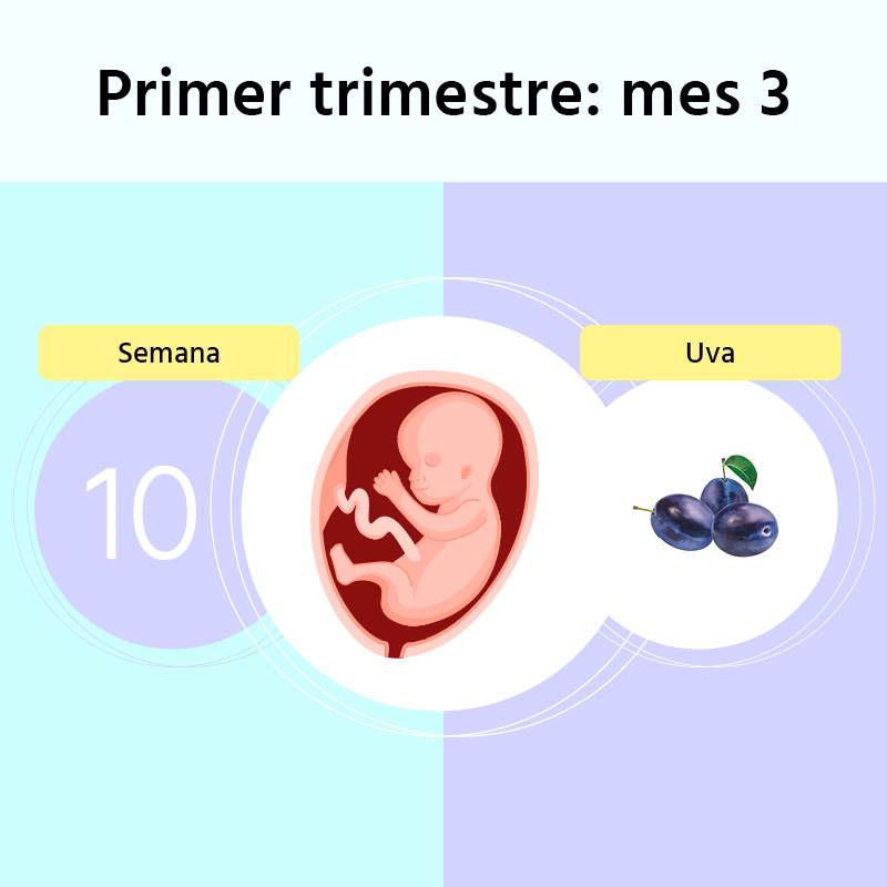 Semana 10 de embarazo