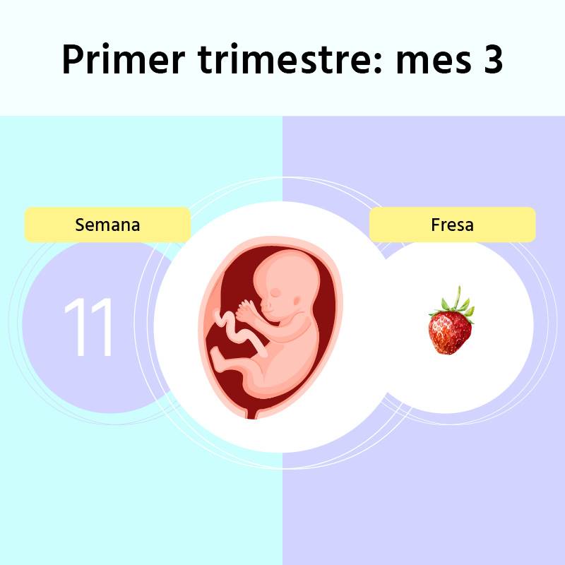 Semana 11 de embarazo