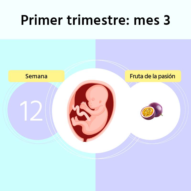 Semana 12 de embarazo