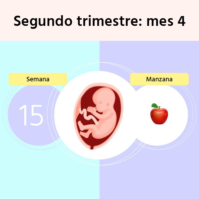 Semana 15 de embarazo