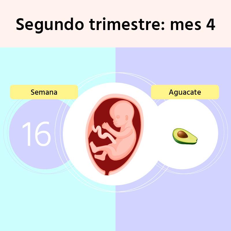 Semana 16 de embarazo