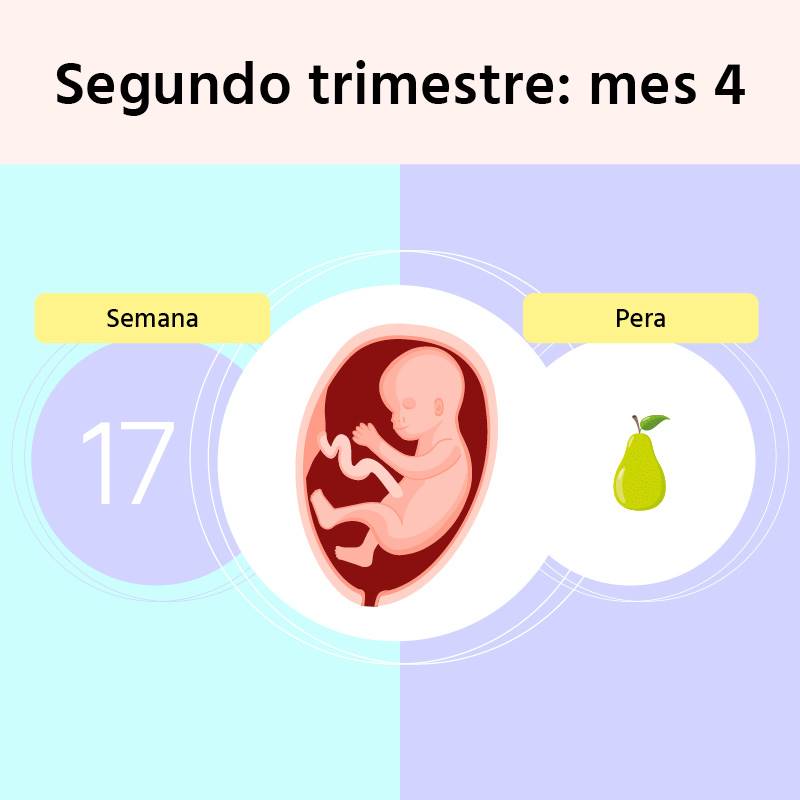 Semana 17 de embarazo