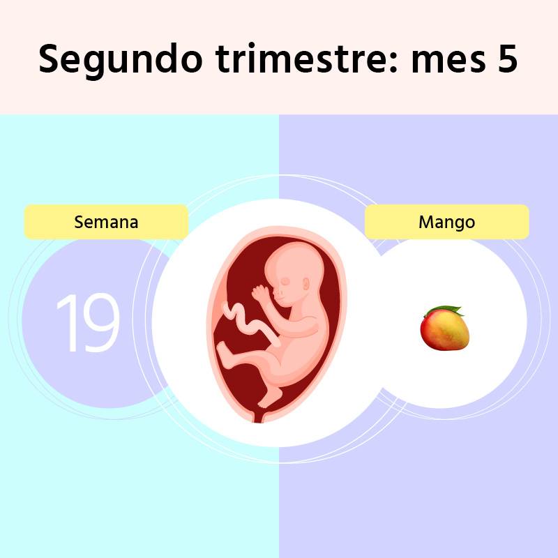 Semana 19 de embarazo