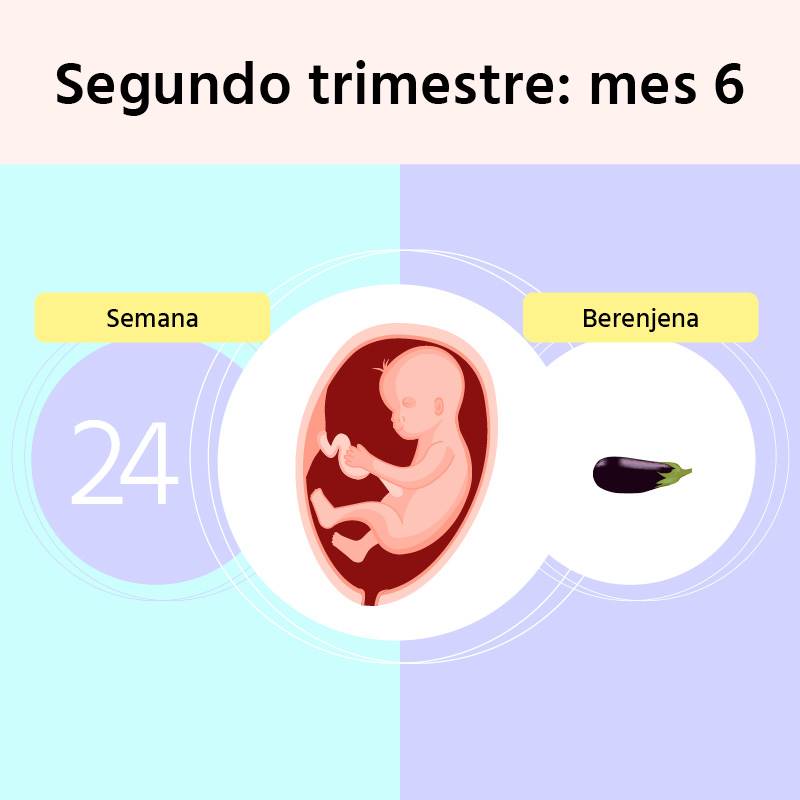 Semana 24 de embarazo