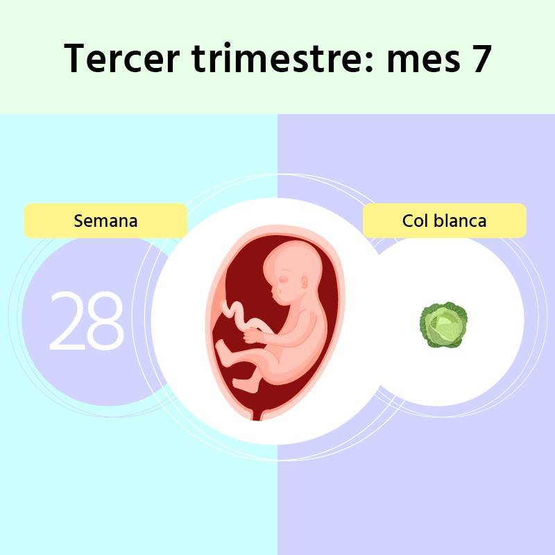 Semana 28 de embarazo