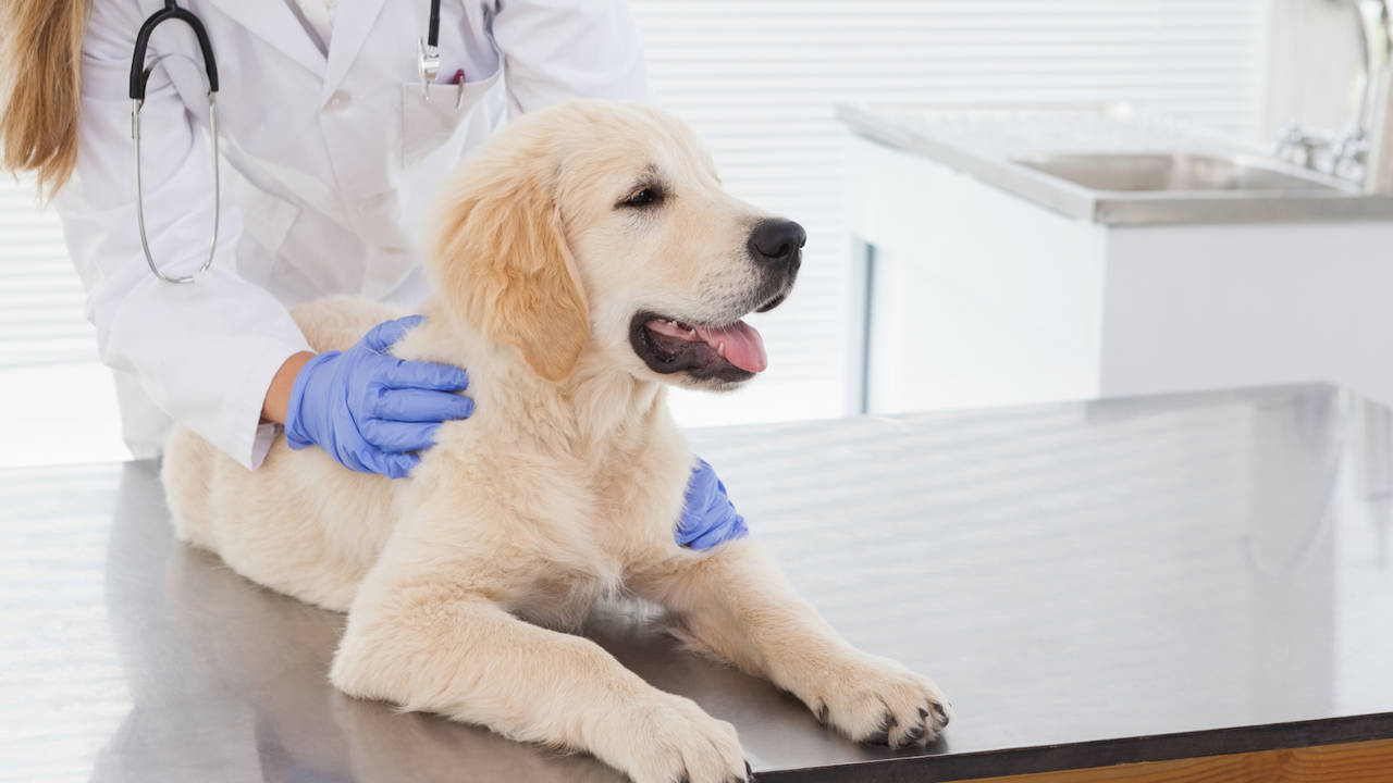 ¿Puedo dar medicamentos de humanos a un perro o gato?