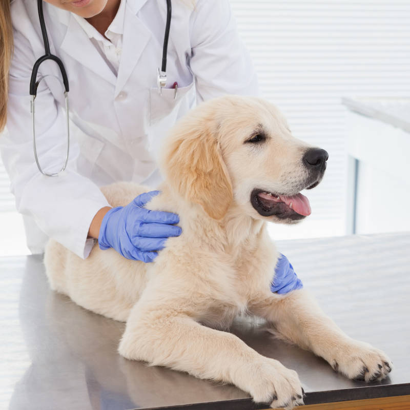 medicamentos humanos para perros