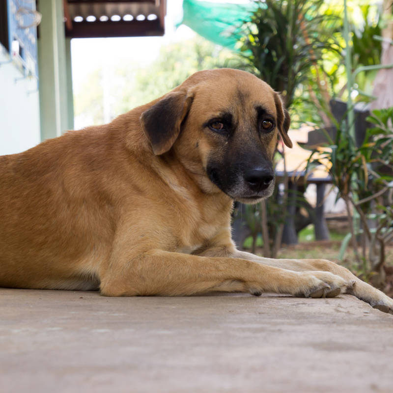 perros muerden