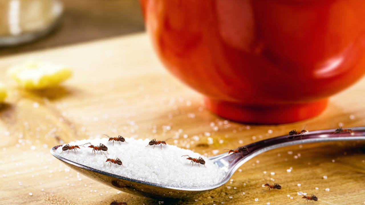 Tres formas de utilizar el café para acabar con las hormigas en casa

