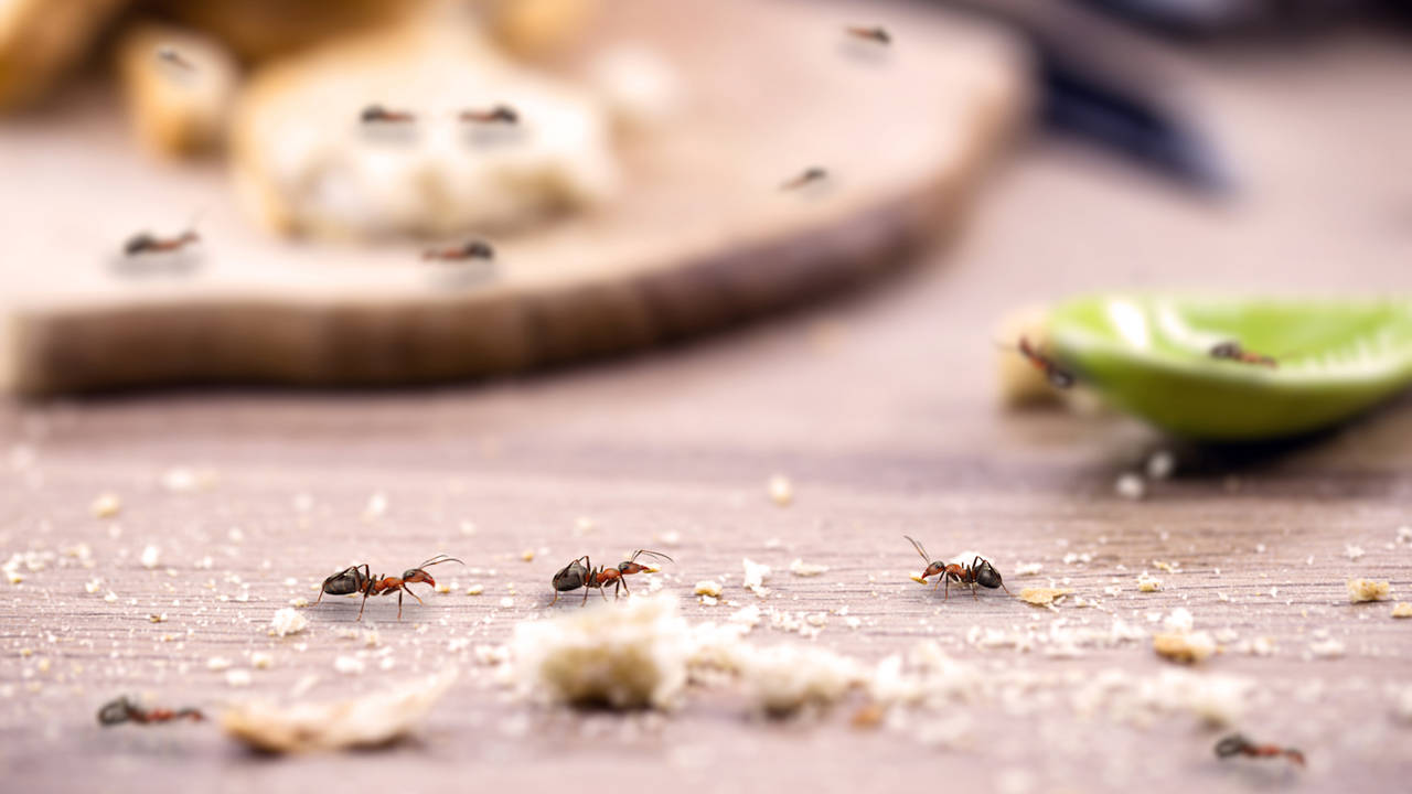 Remedios y trucoss contra las hormigas