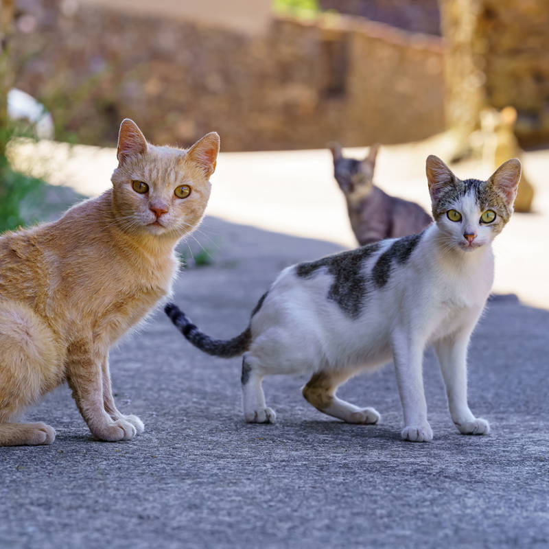 Gripe aviar en gatos