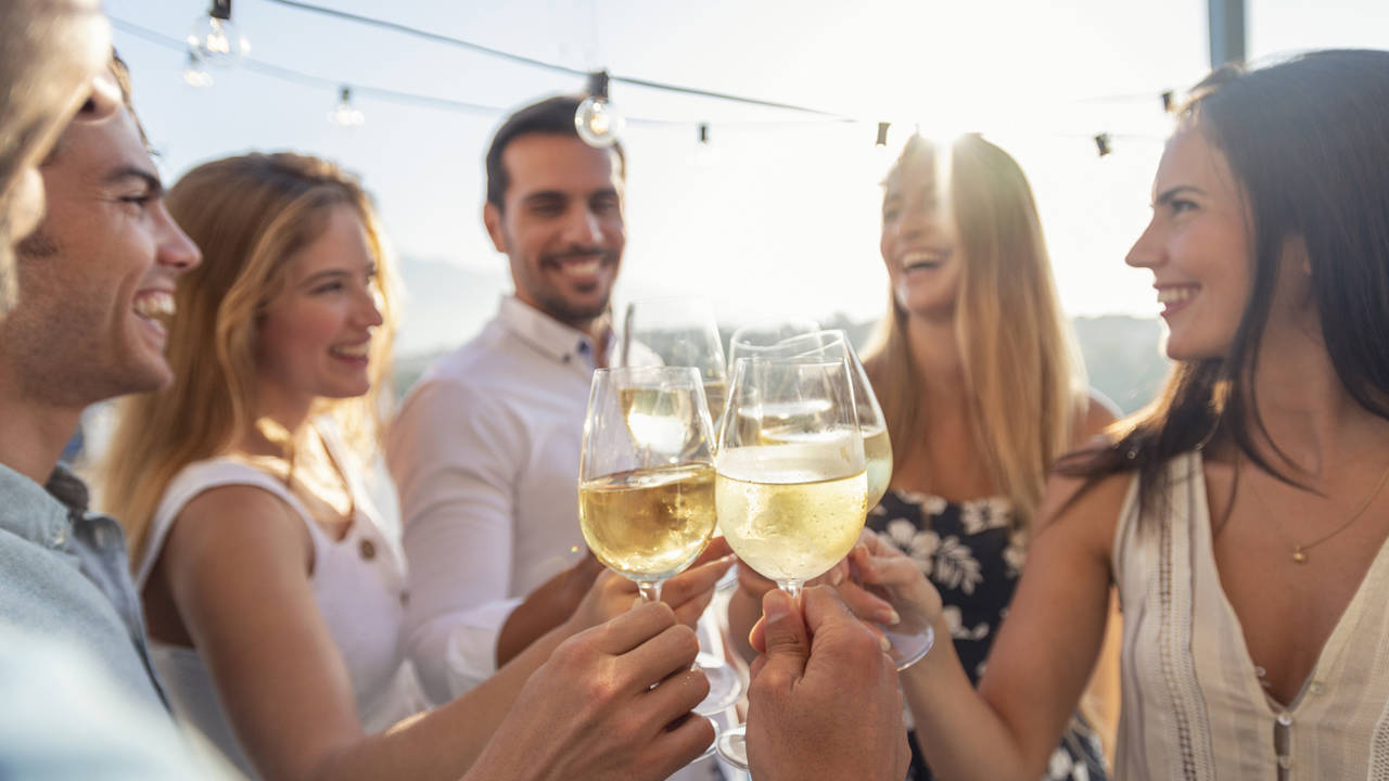 HARVARD VINO