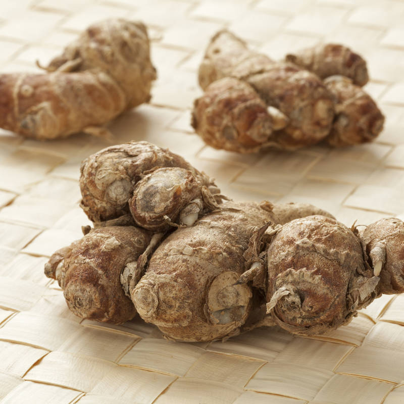 Kencur especia aromática