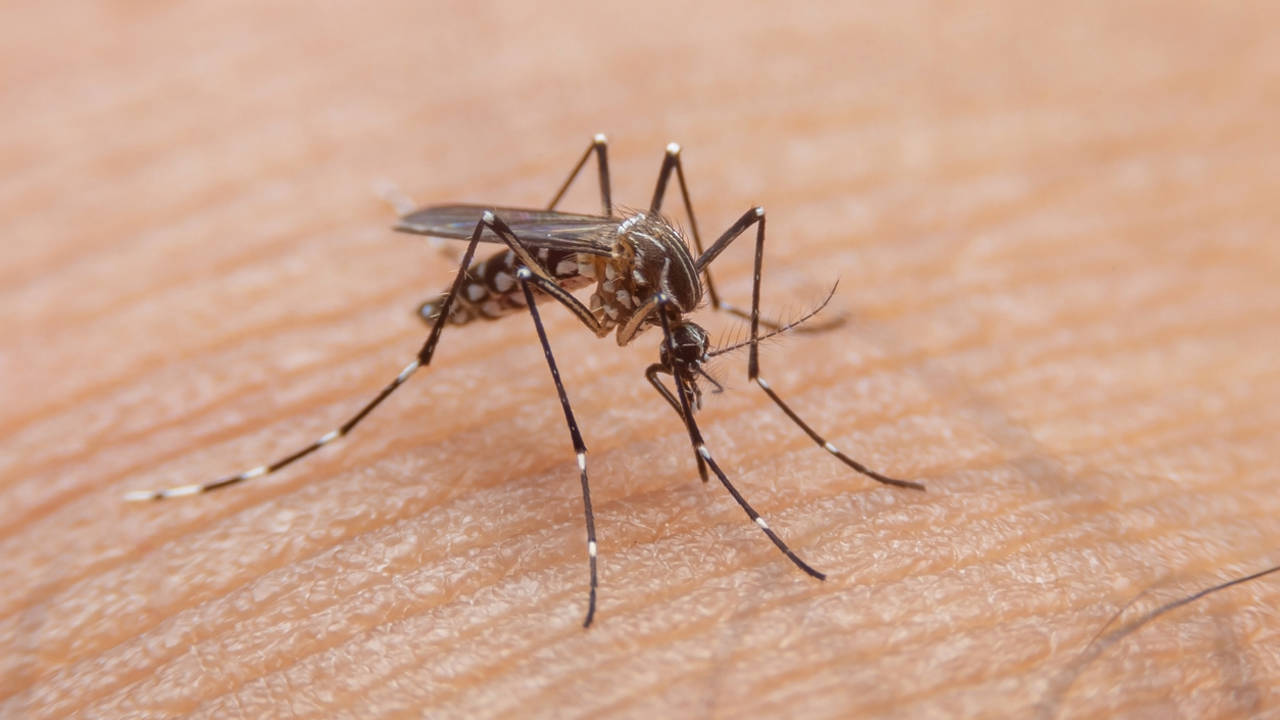 Alerta por dengue en Cataluña: ¿hay que preocuparse por esta enfermedad?