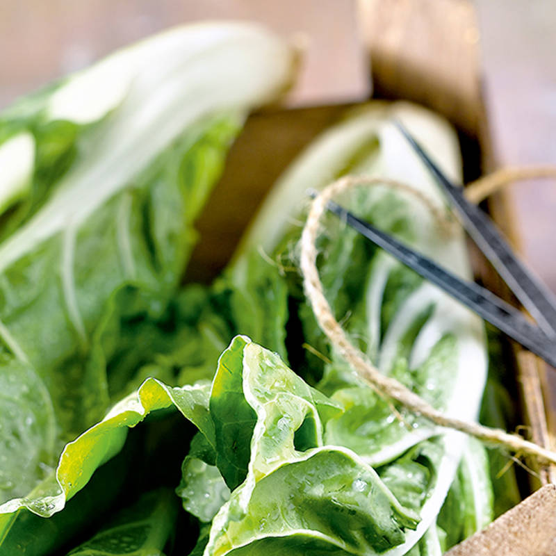 Alimentos a evitar con E. Coli