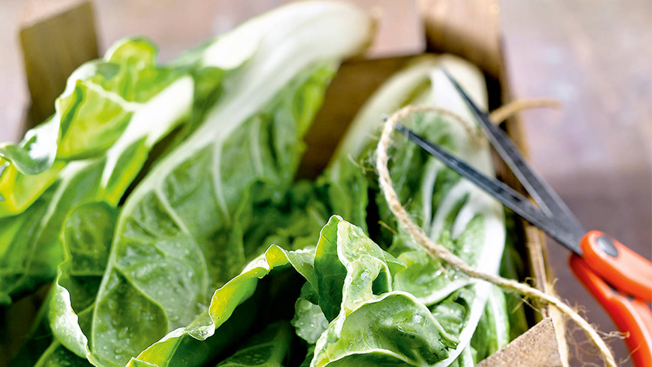Alimentos a evitar si tienes E. Coli